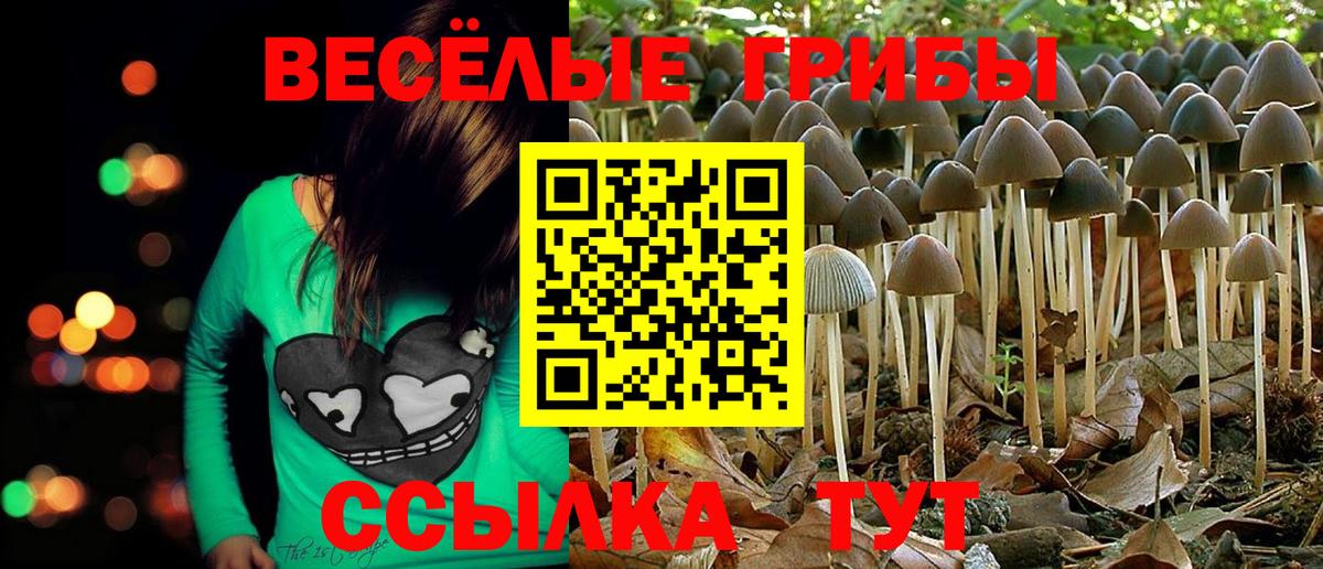 Псилоцибиновые грибы Cubensis Фурманов